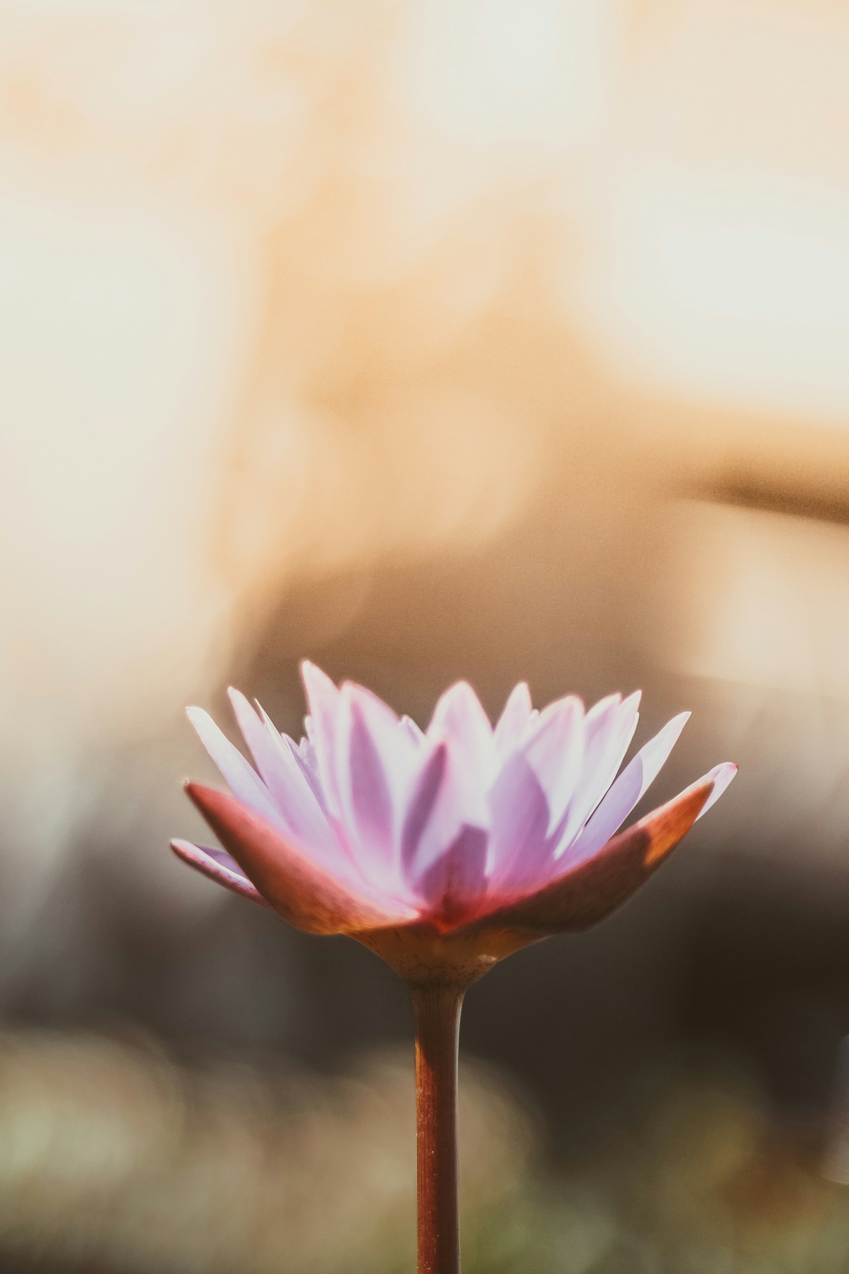 Ateliers mensuels autour de l’Ayurveda